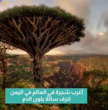 فيديو: أغرب شجرة في العالم في اليمن.. تنزف سائلاً بلون الدم